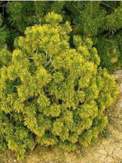 Pinus mugo Winter Gold - Pin de montagne nain doré - Pin de rocaille