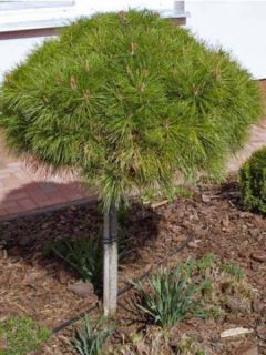 Pin noir d'Autriche 'Marie Brégéon'