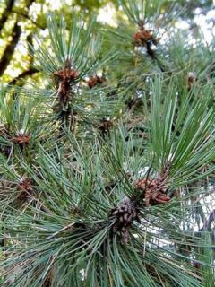 Pin noir d'Autriche