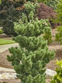 Pin noir du Japon 'Kotobuki'