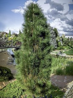 Pin noir 'Green Tower'