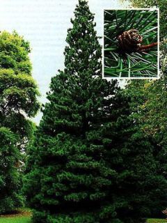 Pin parasol du Japon