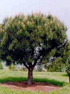 Pinus pinea - Pin parasol