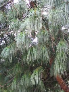 Pinus wallichiana - Pinus griffithii - Pin pleureur de l'Himalaya 