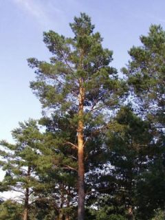 Pin sylvestre - Pinus sylvestris