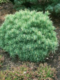 Pin de Weymouth Minima - Pinus strobus Minima