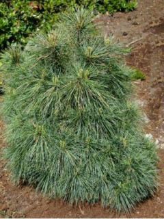 Pin Weymouth 'Radiata'