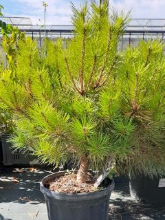 Pin noir d'Autriche 'Pierrick Brégéon'