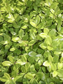 Pittosporum tenuifolium Golden Ball