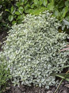 Pittosporum tenuifolium Silver Ball