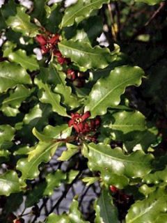 Pittosporum à petites feuilles