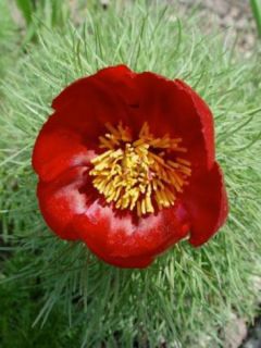 Pivoine à fines feuilles