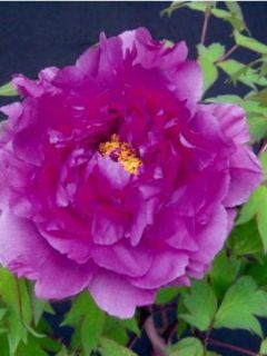 Pivoine arbustive '-mauve-'