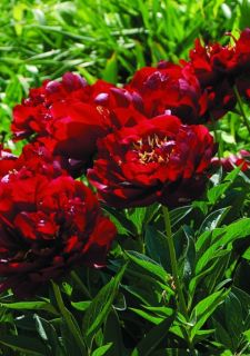 Pivoine 'Buckeye Belle'
