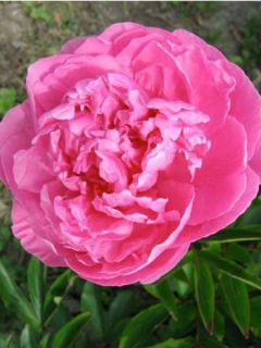Pivoine de Chine 'Alexander Fleming'