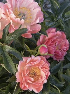 Pivoine de Chine 'Coral Charm'