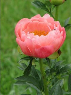 Pivoine de Chine 'Coral sunset'