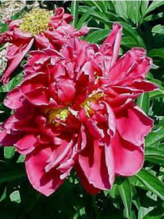 Pivoine de Chine 'Karl Rosenfield'