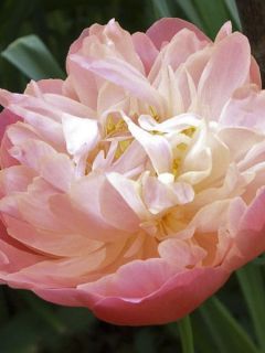 Pivoine de Chine 'Pink Hawaiian Coral'