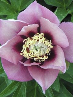 Pivoine 'Old Rose Dandy'