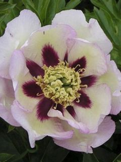 Pivoine 'Pastel Splendor'