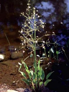 Plantain d'eau commun - Alisma plantago-aquatica