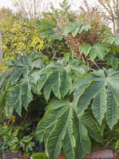 Tetrapanax papyrifera Rex - Plante à papier de riz