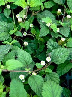 Verveine Sucrante - Lippia dulcis - Herbe à sucre des Aztèques