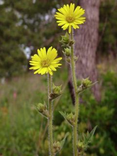 Silphium laciniatum - Plante boussole