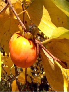 Plaqueminier, Kaki kaki