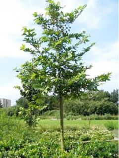 Platane oriental Minaret - Platanus orientalis Minaret