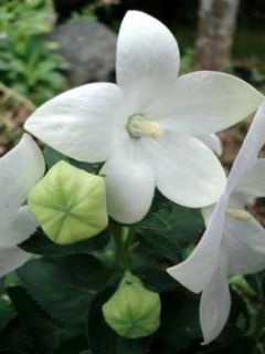 Platycodon grandiflorus 'Fuji White' Platycodon grandiflorus 'Fuji White'