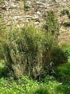 Pleioblastus humilis pumilus