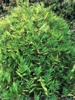 Pleioblastus pygmaeus distichus