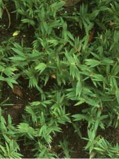 Pleioblastus pygmaeus