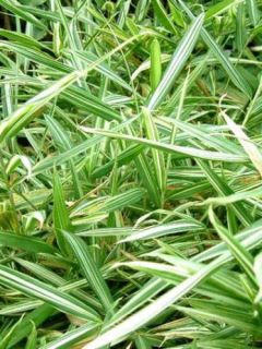 Pleioblastus variegatus