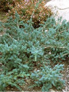 Podocarpus lawrencii 'Blue Gem'