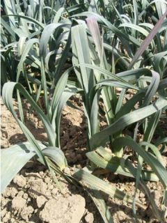 Poireau d'hiver de Saint-Victor - Allium porrum   