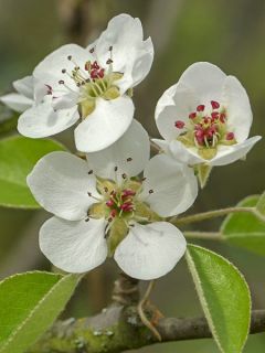 Poirier Beurre D’Angleterre - Pyrus communis
