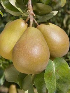 Poirier Beurre Hardy