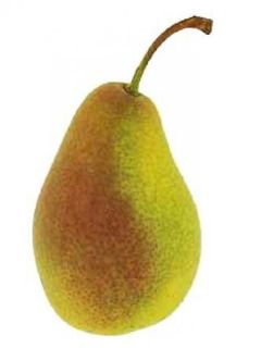 Poirier Louise Bonne d'Avranches - Pyrus communis