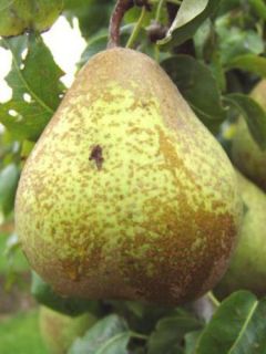 Poirier 'Comtesse De Paris'