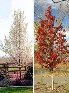 Poirier d'ornement 'Chanticleer'