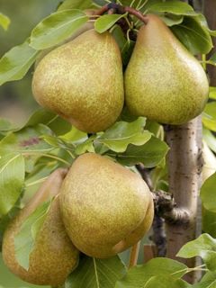 Poirier 'Delbard Gourmande'