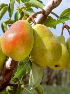 Poirier 'Doyenné de Comice'