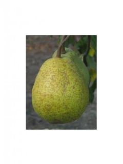 Poirier Duchesse d'Angouleme - Pyrus communis