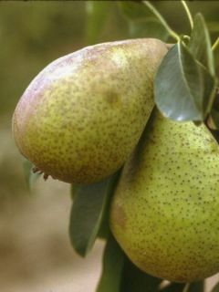 Poirier 'Epine Du Mas'