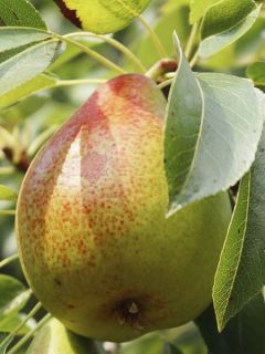 Poirier nain Garden Gem® Pyred