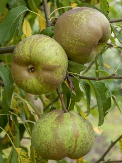 Poirier Olivier De Serres - Pyrus communis - Palmette simple U en pot de 12l/15l