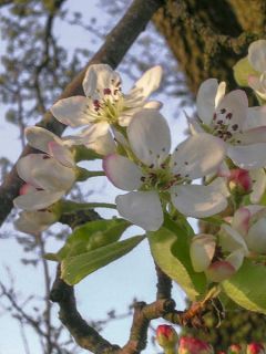 Pyrus pyraster - Poirier sauvage